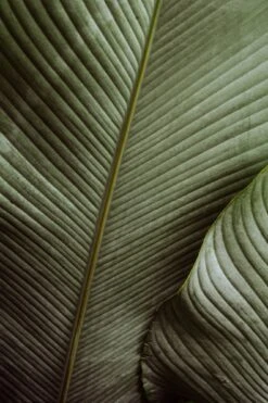 Palm -Saffron + Poe Palm photo mika street saffron and poe