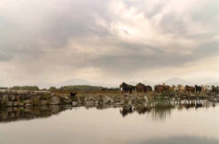 Reflections 5 Reflections -Saffron + Poe Reflections photo mika street saffron and poe